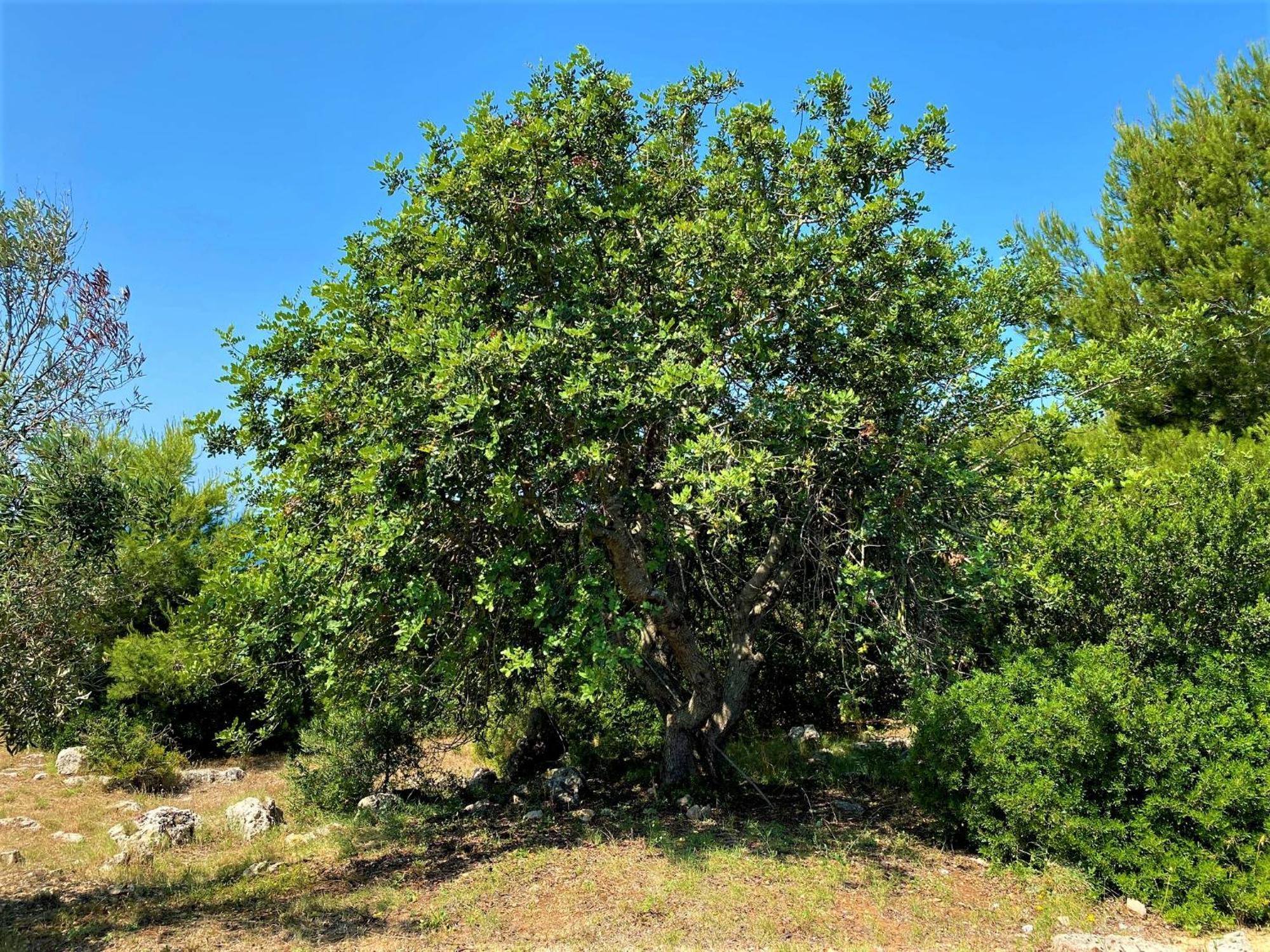 Pajara Alle Macchie Torre Vado Esterno foto