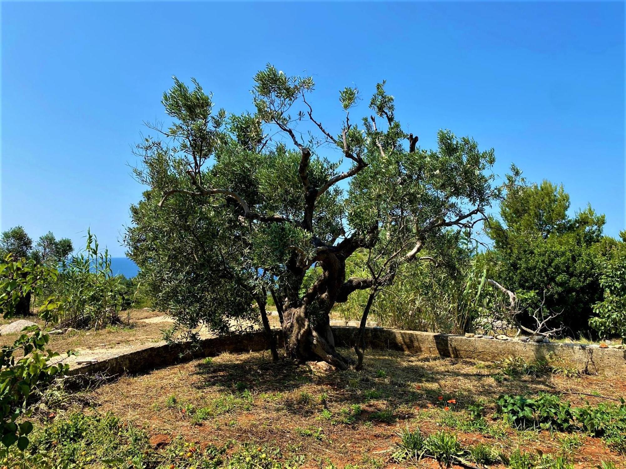 Pajara Alle Macchie Torre Vado Esterno foto