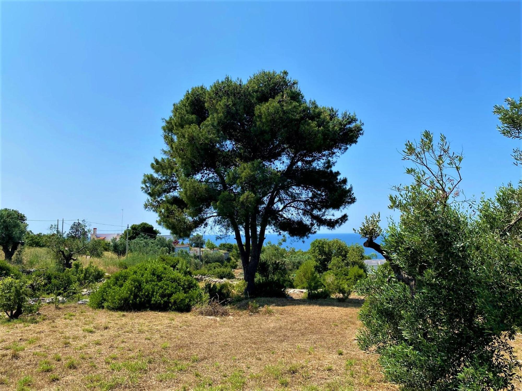 Pajara Alle Macchie Torre Vado Esterno foto